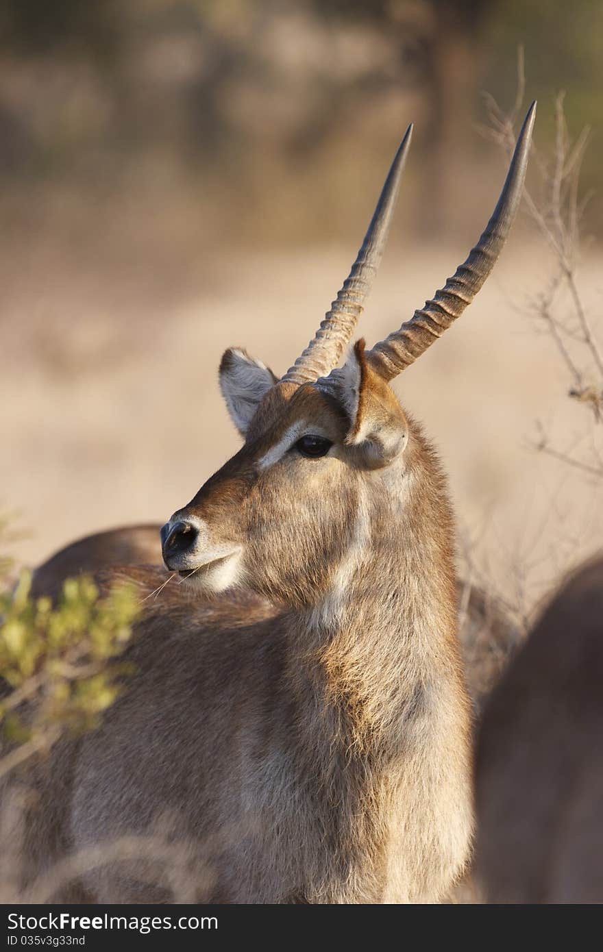 Water Buck Portrait