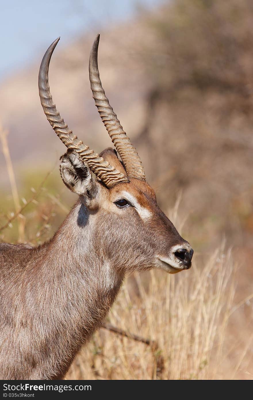 A Water Buck walks though the african bush.