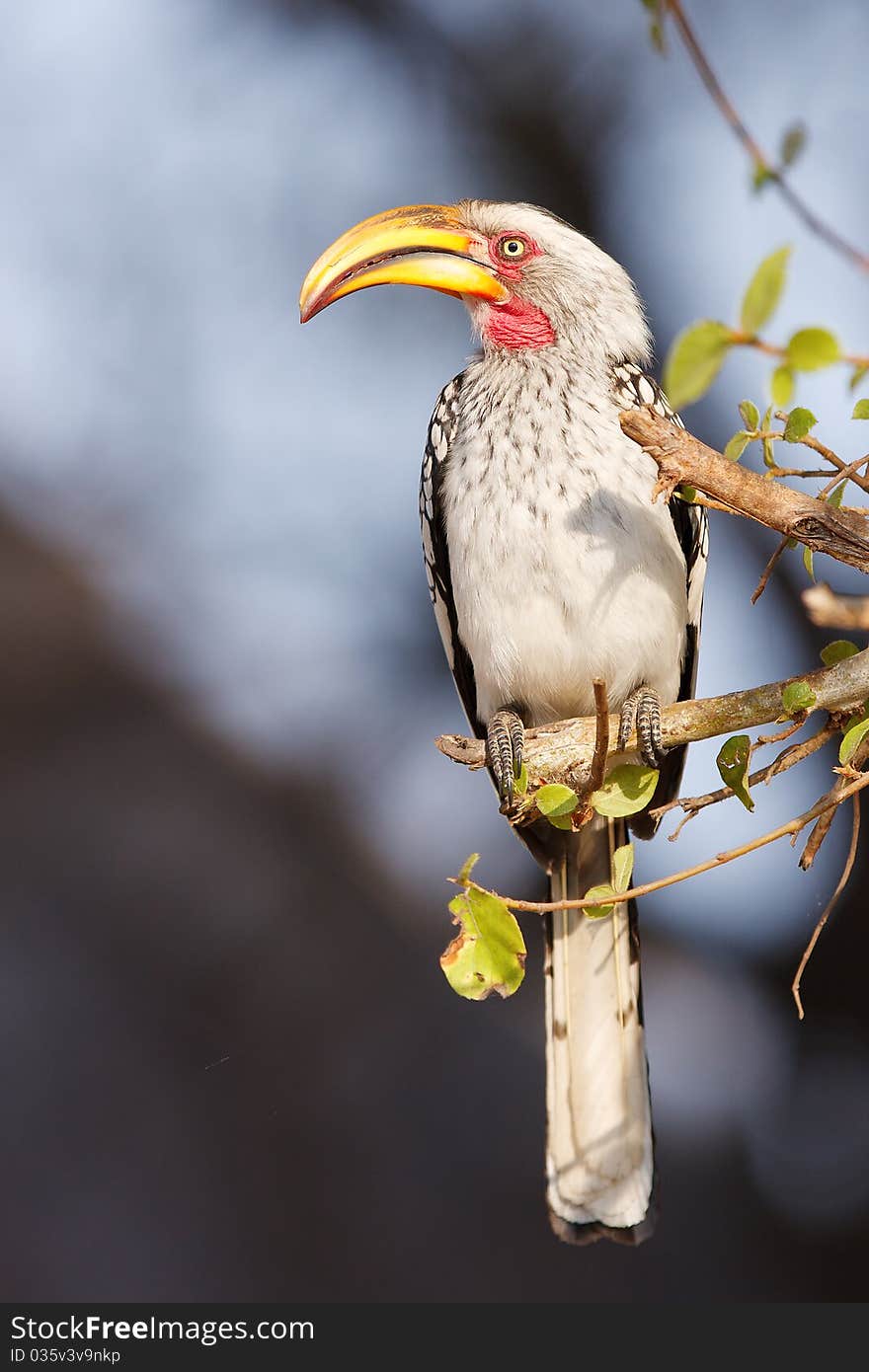 Yellow Billed Hornbill