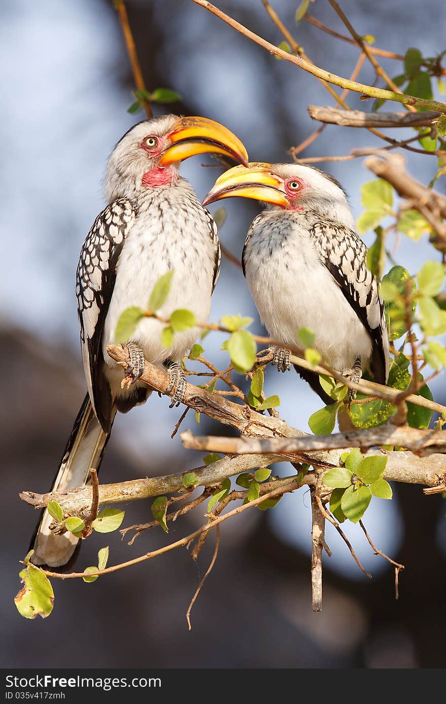 Yellow Billed Hornbills