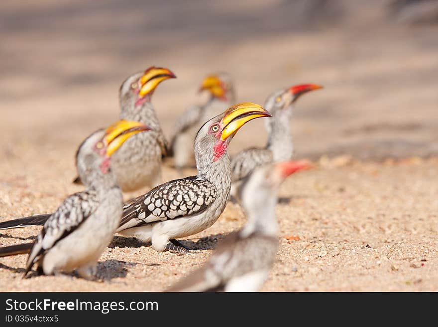 Yellow billed hornbills wait for a drop of food.