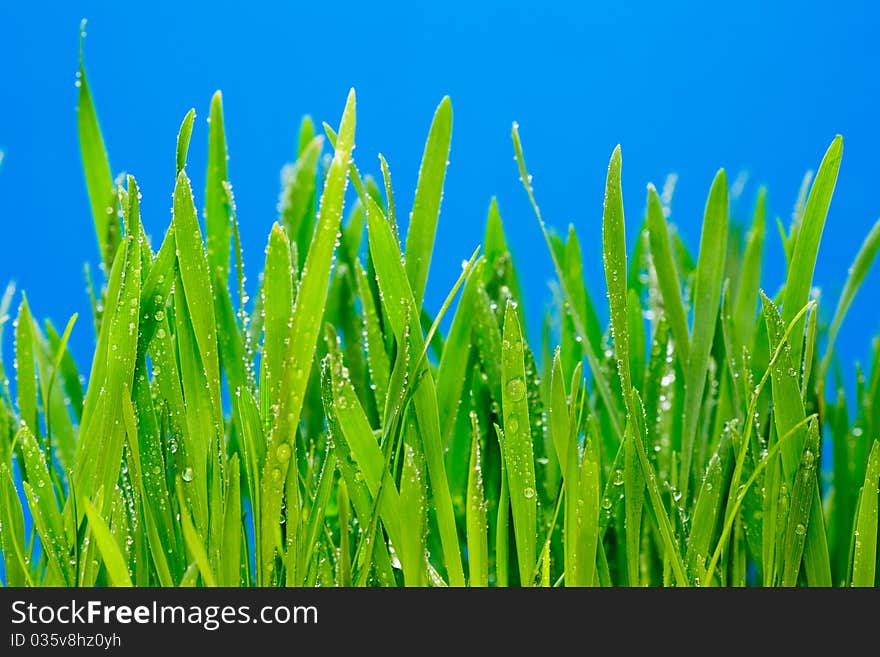 Juicy grass of green color on a bright blue background. Juicy grass of green color on a bright blue background