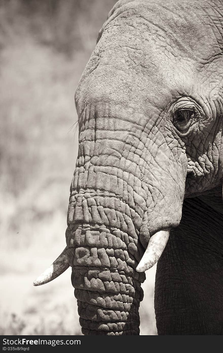 Elephant Portrait