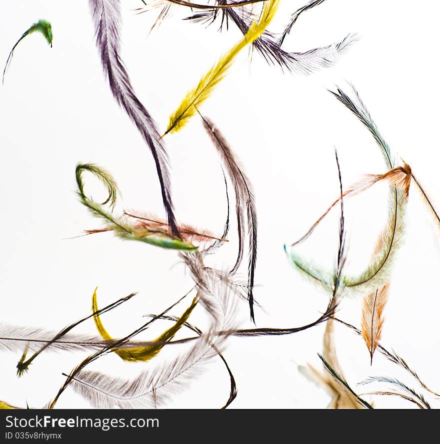 Colorfull feathers on white background