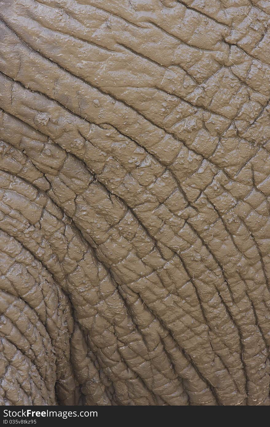 Elephant Skin