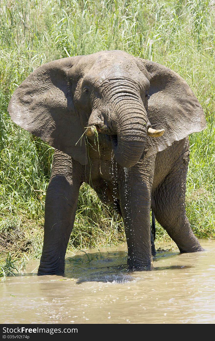 Elephant Drinking