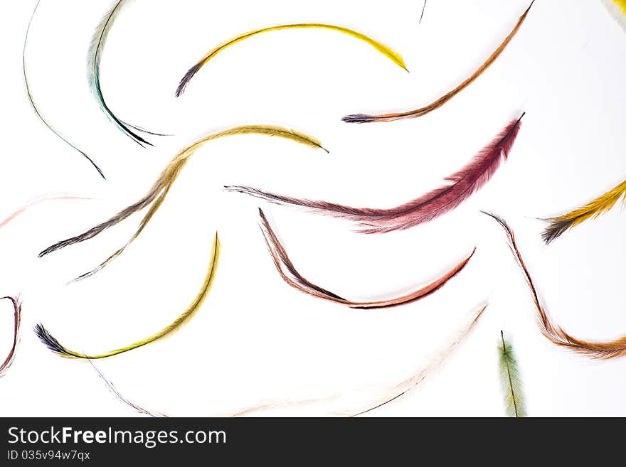 Colorfull feathers on white background