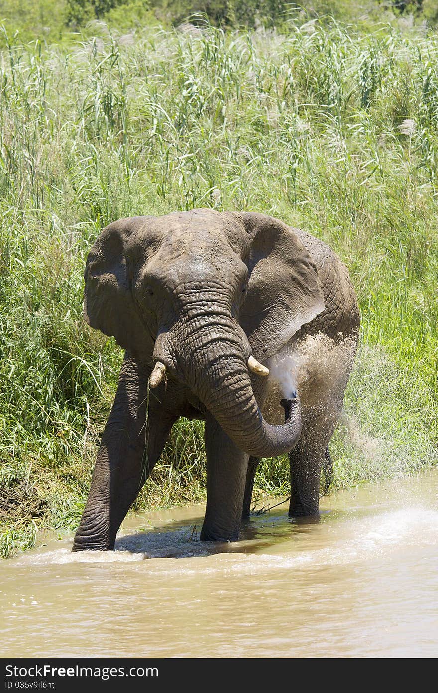 Elephant Spray