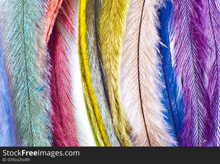 Colorfull feathers on white background