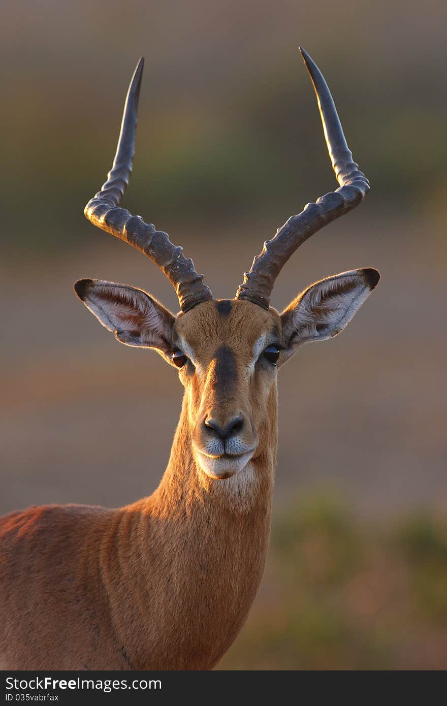 Impala Portrait