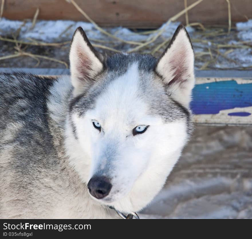 This Siberian husky has a fierce stare.