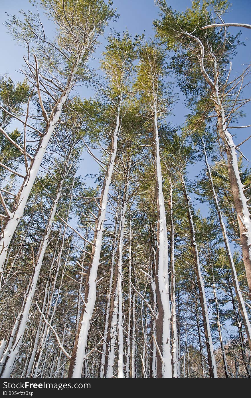 These tall trees looked taller due to the snow on them.