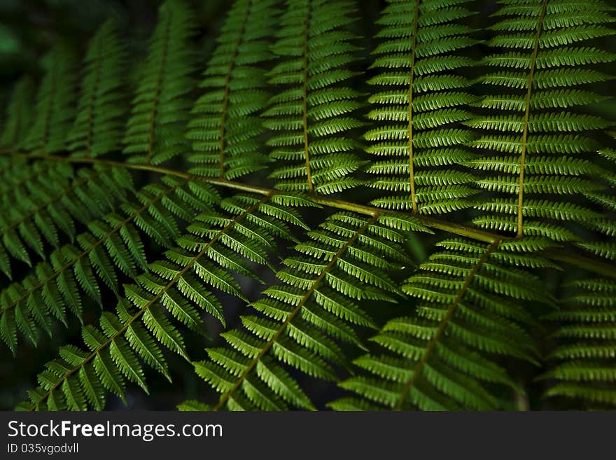 Green fern leaf