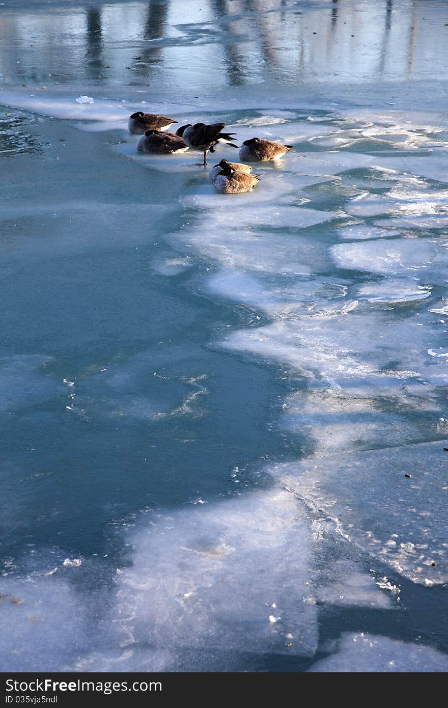 Geese on Lake Michigan