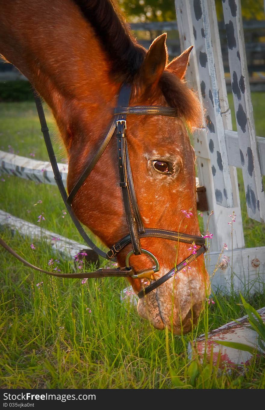 Beautiful brown horse grazes among pink flowers. Beautiful brown horse grazes among pink flowers