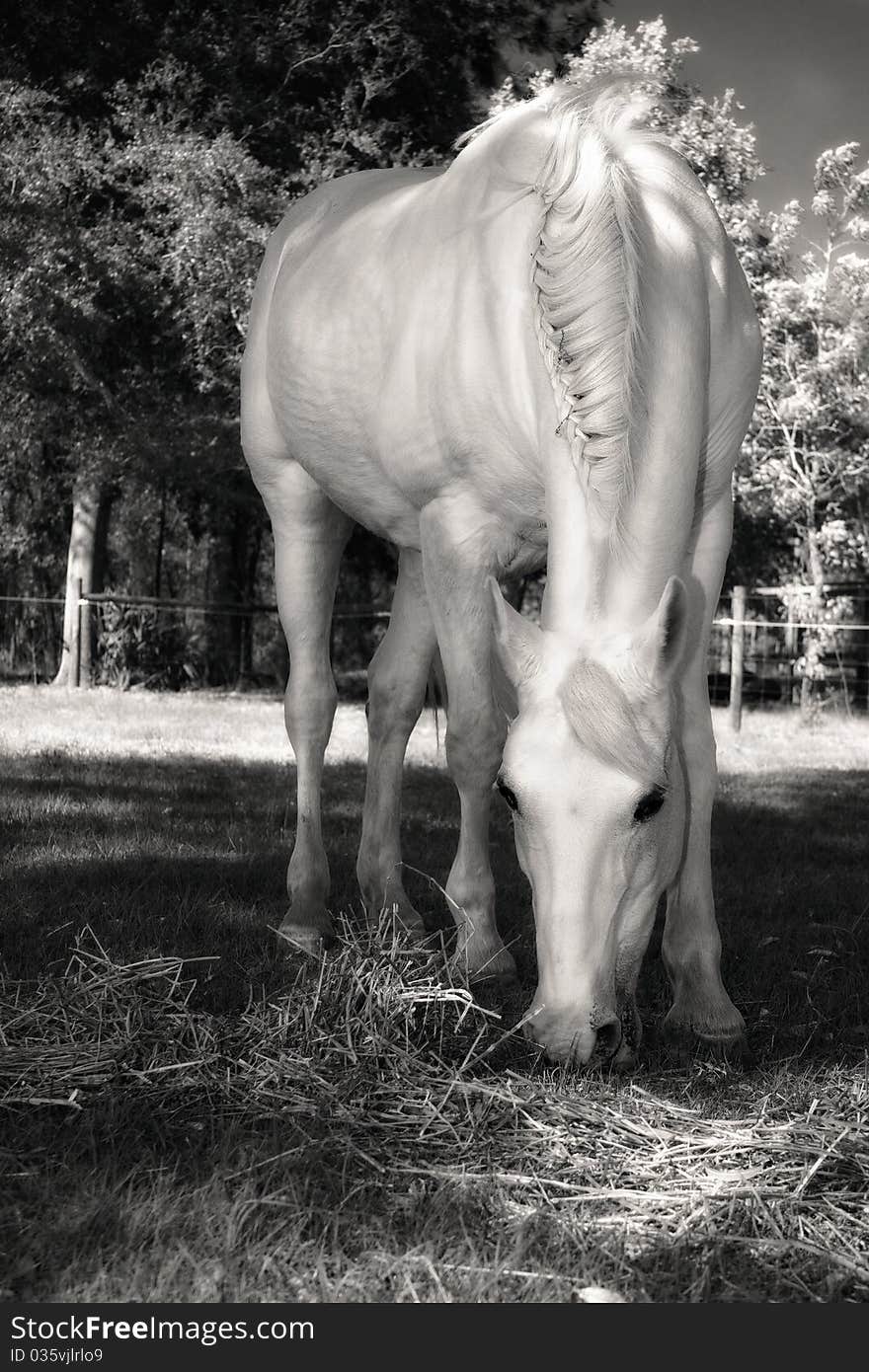 Black and white photo of white horse grazing