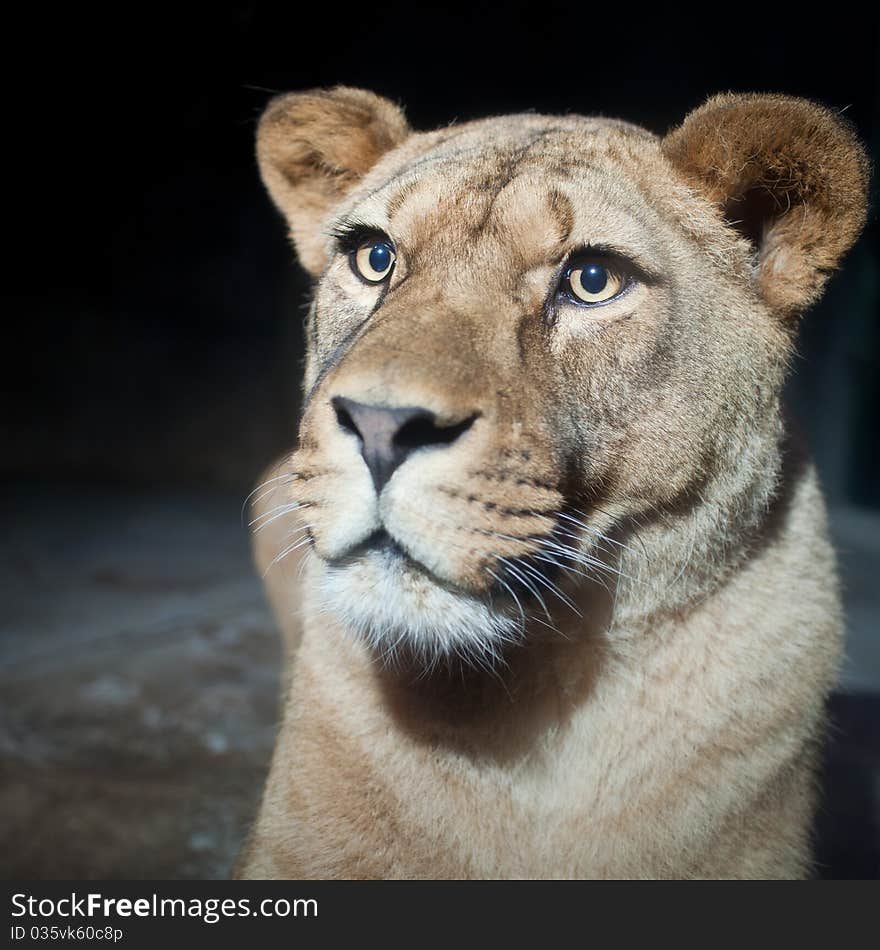 Close-up portrait of a majestic lioness (Panthera Leo)