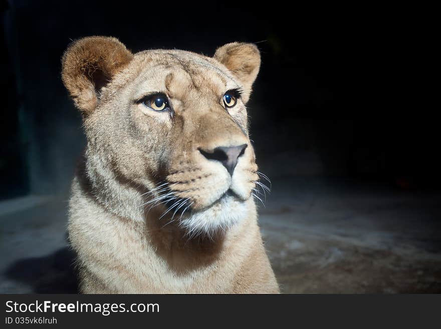 Close-up portrait of a majestic lioness (Panthera Leo)