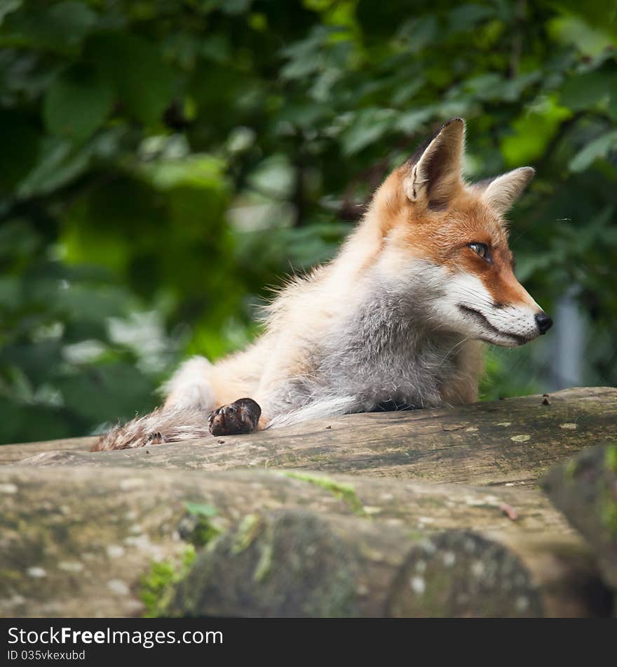 Red Fox (Vulpes vulpes) resting in the woods