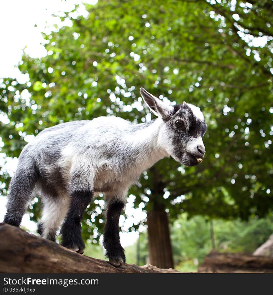 Cute goat crawling over fallen tree