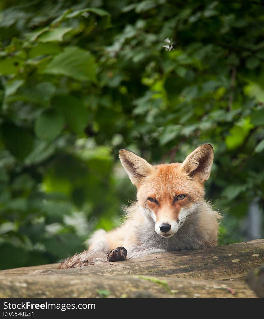 Red Fox (Vulpes vulpes) resting in the woods