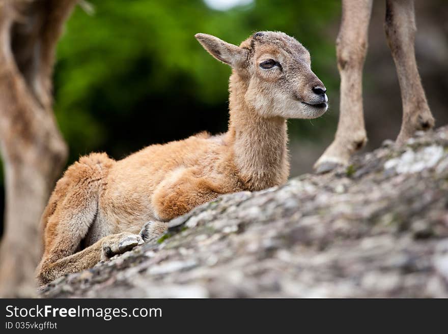 West Caucasian tur (Capra caucasica)