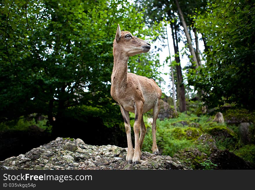 West Caucasian tur (Capra caucasica)