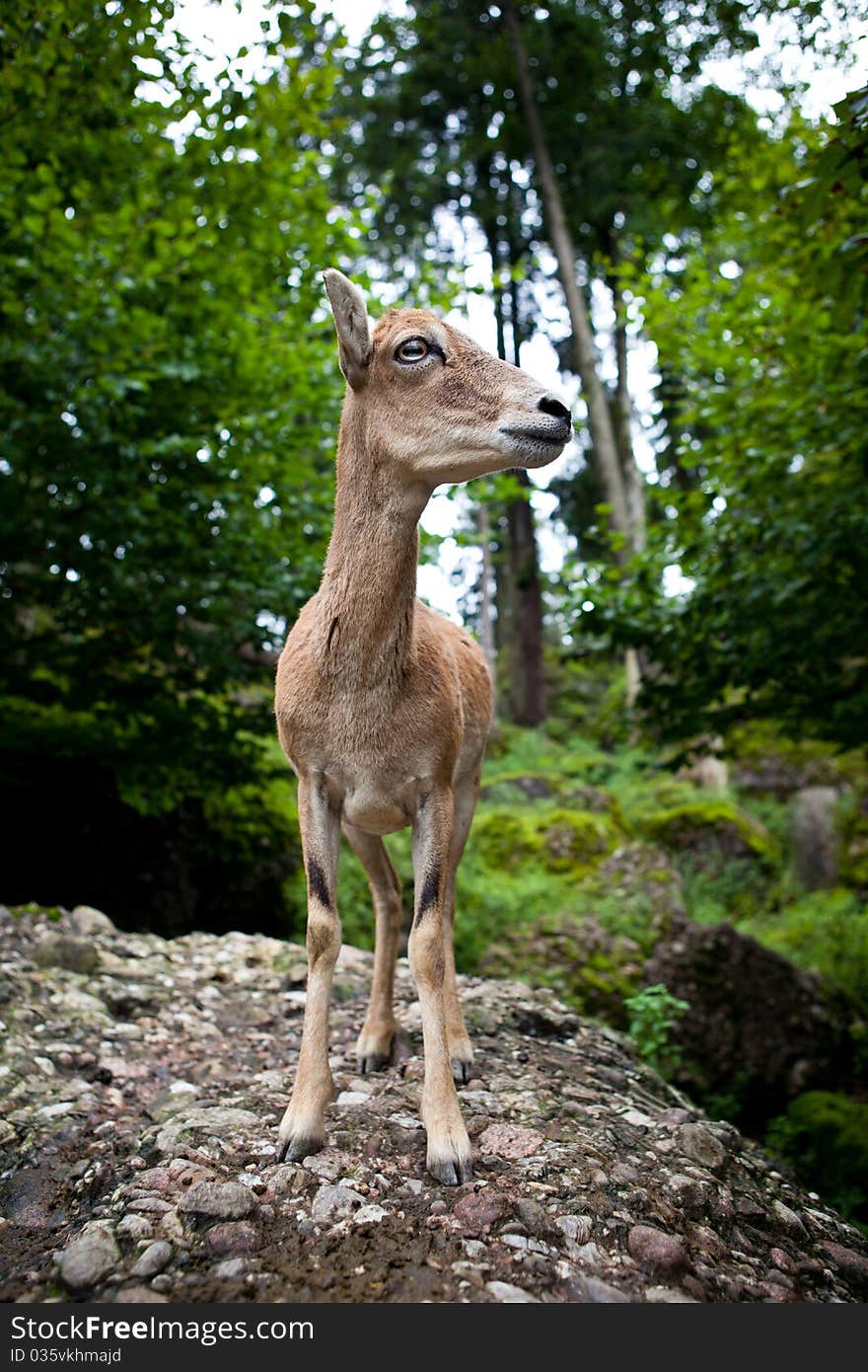 West Caucasian tur (Capra caucasica)