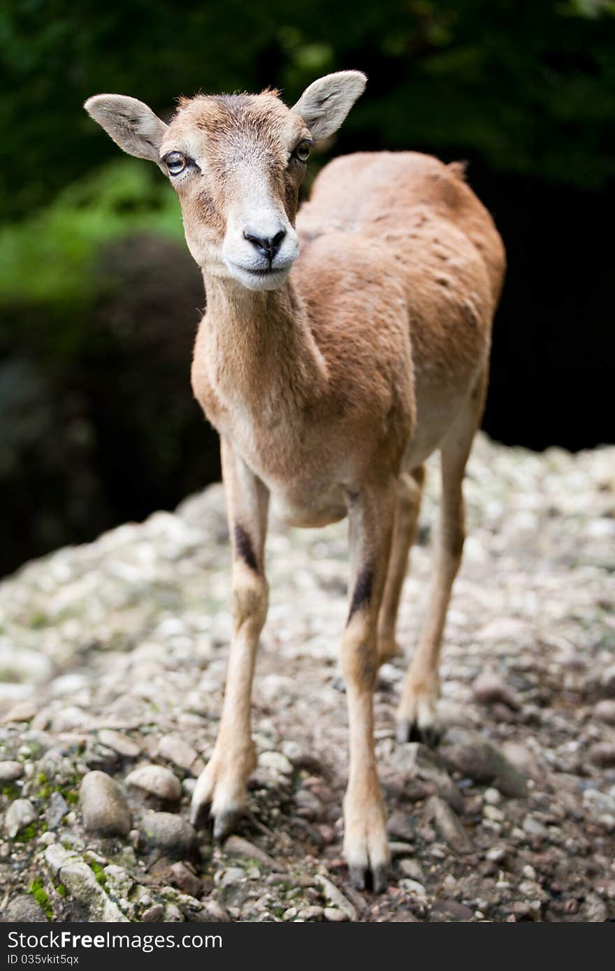 West Caucasian tur (Capra caucasica)