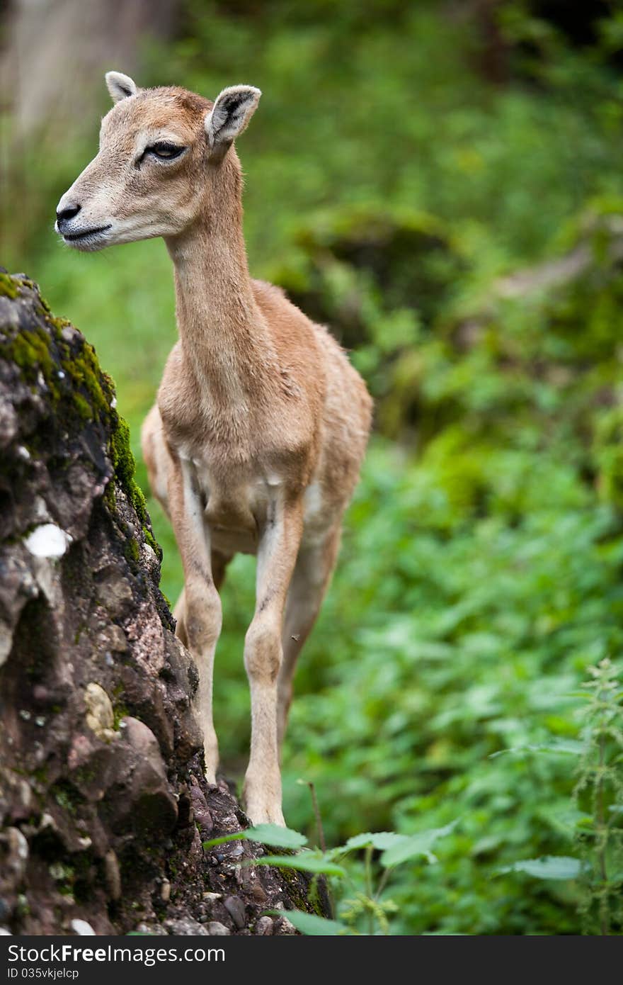 West Caucasian tur (Capra caucasica)