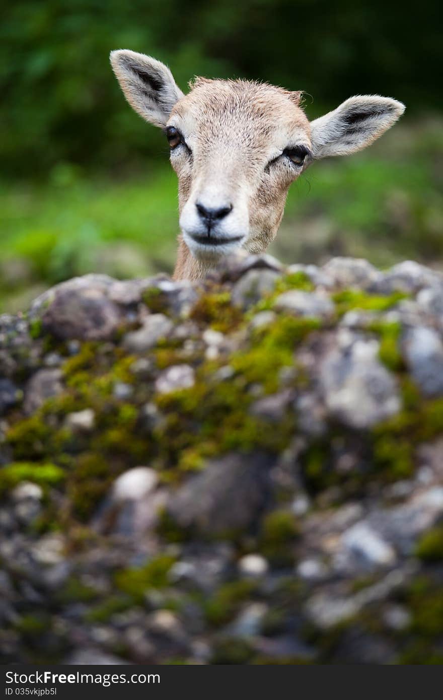 West Caucasian tur (Capra caucasica)