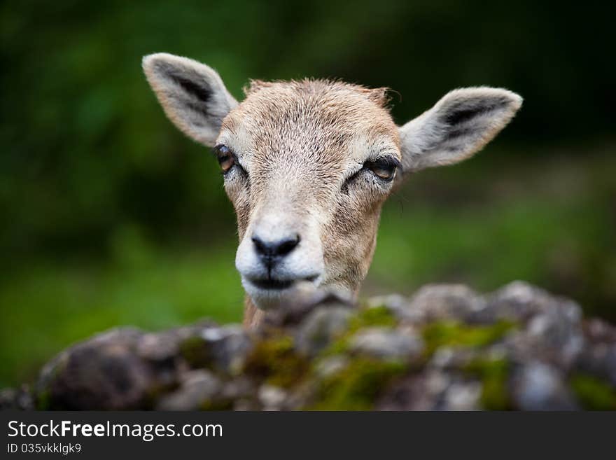 West Caucasian tur (Capra caucasica)