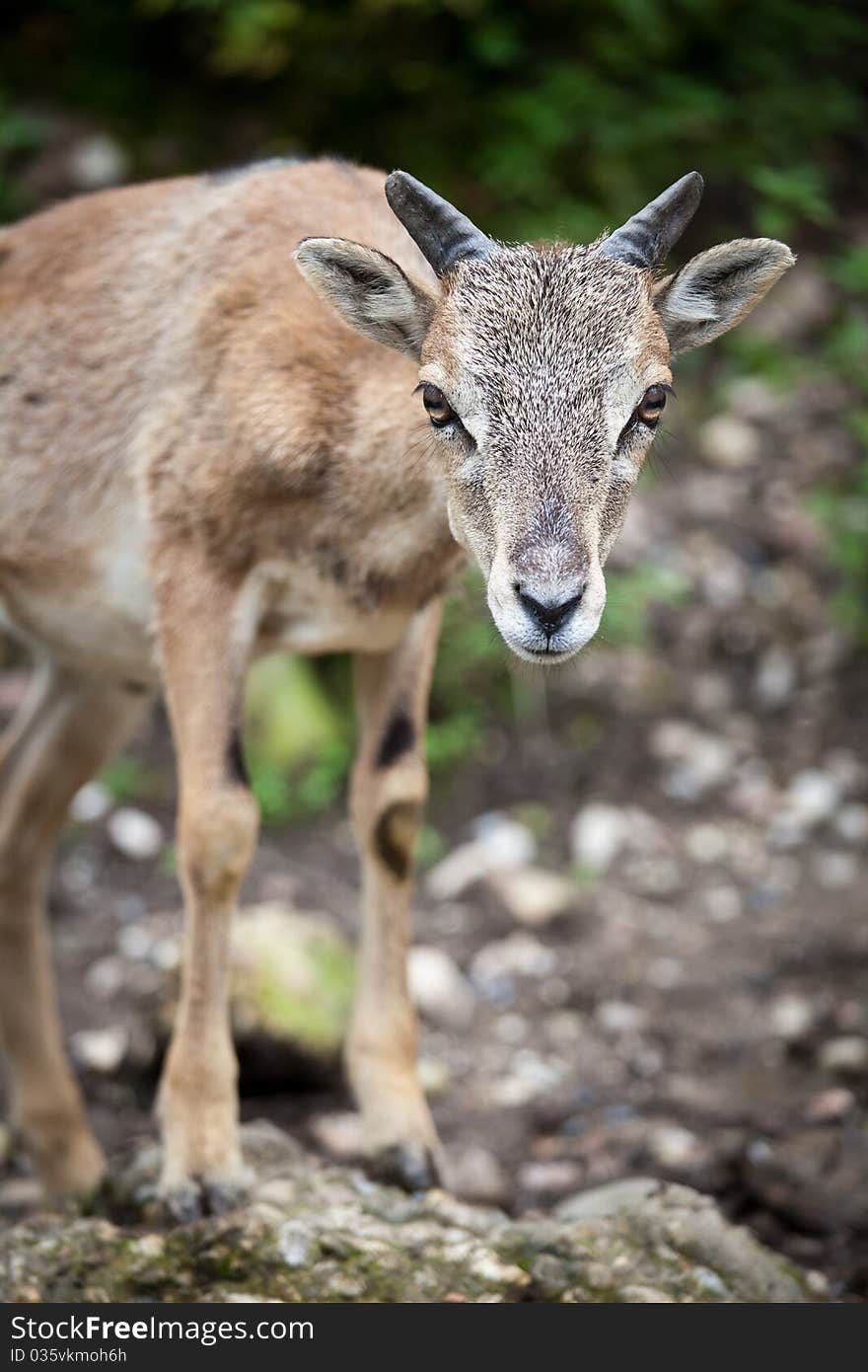 West Caucasian tur (Capra caucasica)