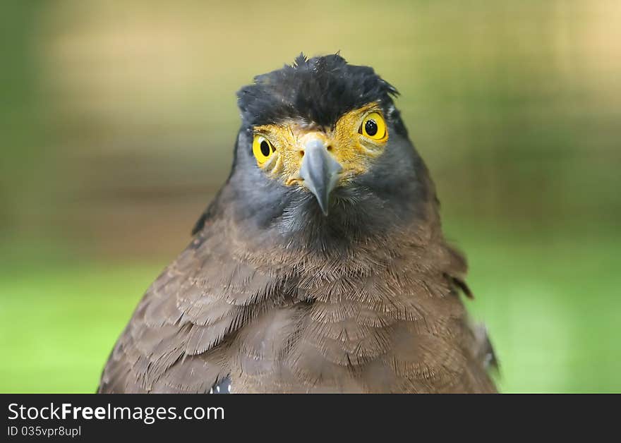 Asia eagle with blur background