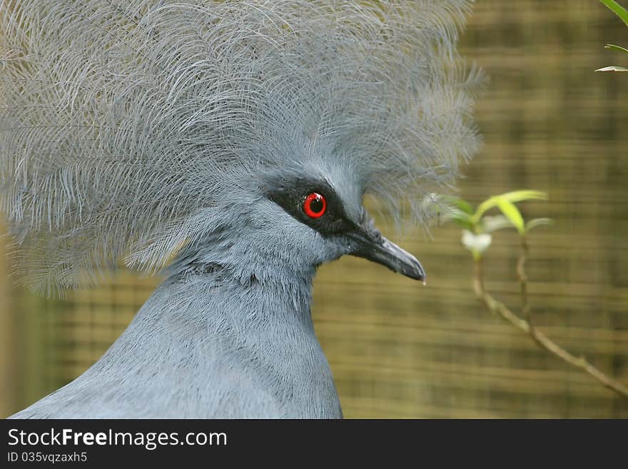 Red eye bird