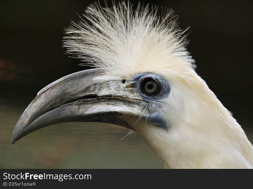 White tropical toaucan head Species. White tropical toaucan head Species