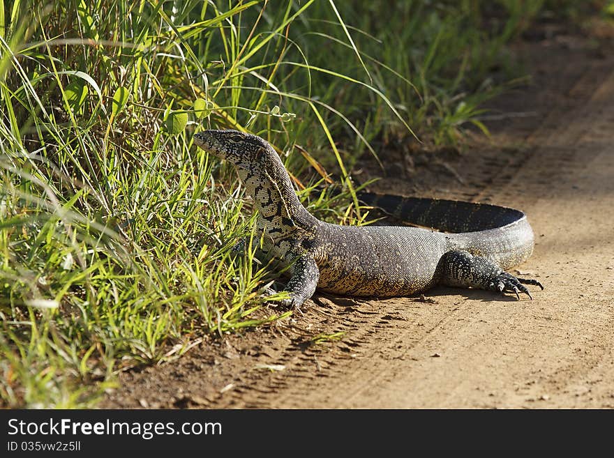 Moniter Lizard