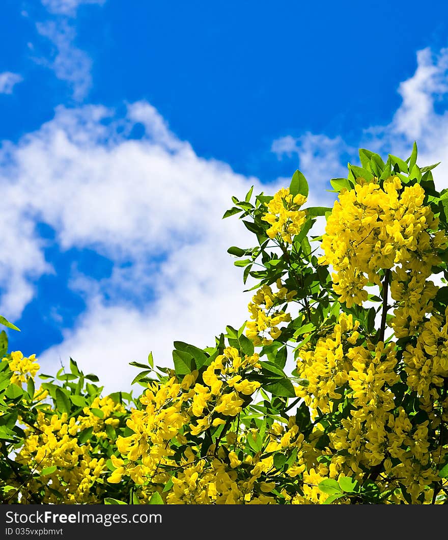 Yellow flowers against the dark blue sky with clouds