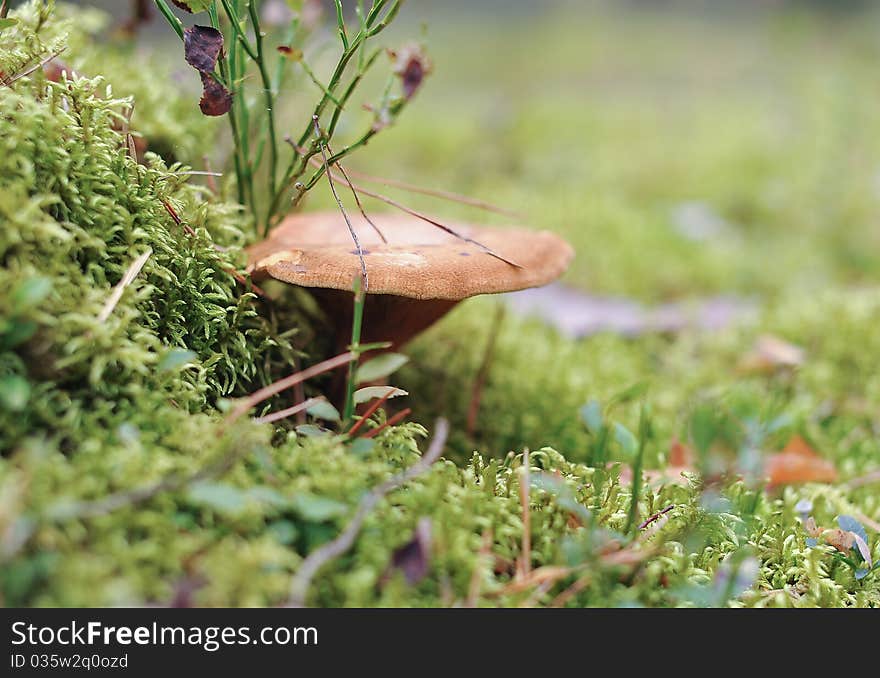 Mushroom In Moss