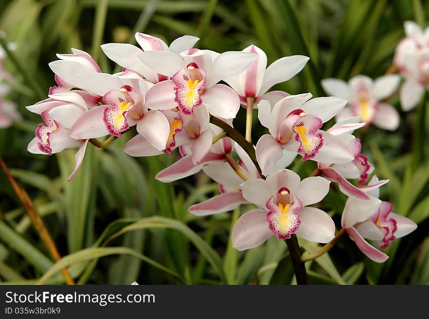 Cimbidium sp., beautiful wild orchid