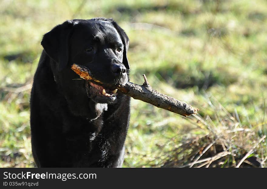 Black Labrador with stick