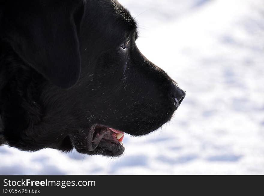 Black Labrador in profile in the snow