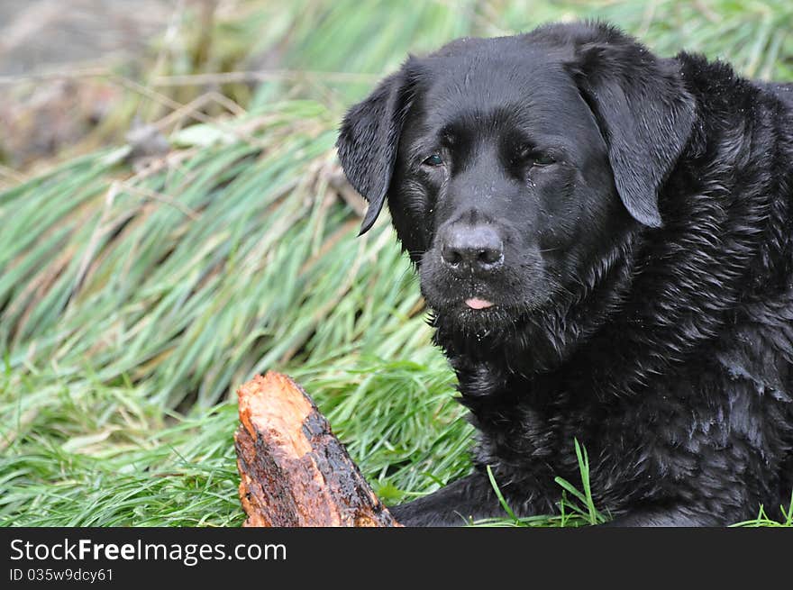 Black Labrador with stick