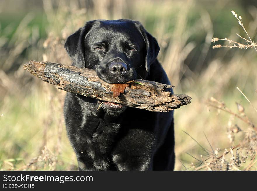 Black Labrador with large stick