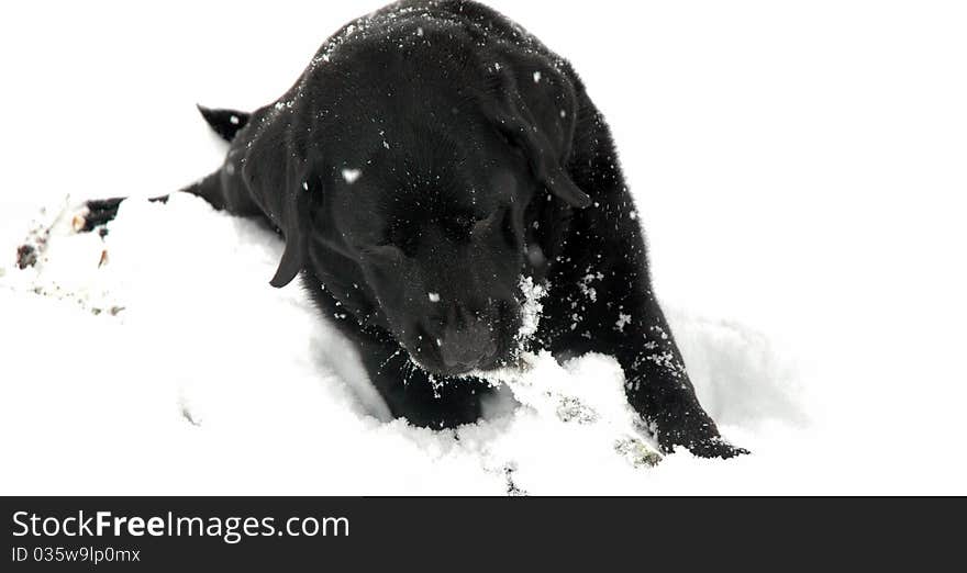 Black Labrador with stick in the snow