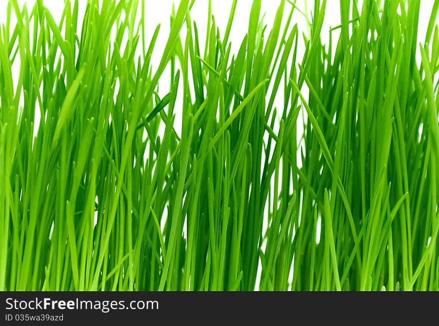 Isolated green grass on a white background