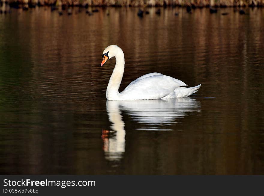 A Swan on a lake reflected in the water. A Swan on a lake reflected in the water