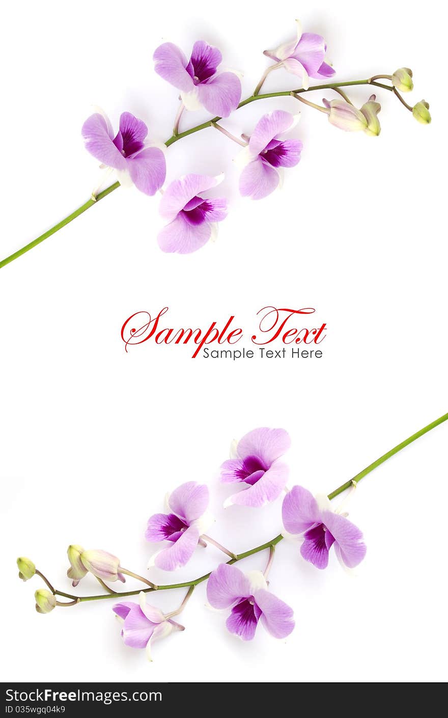 Pink orchid isolated on a white background