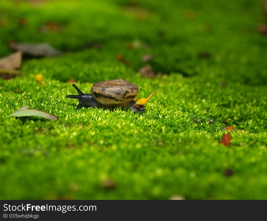 Lovely little shell,we can found it in a moist forest.