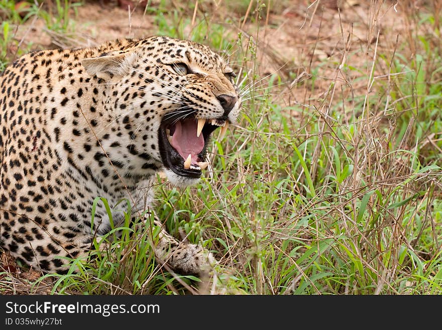 Adult female leopard snarling, head and shoulder shot, in Sabi Sand nature reserve, South Africa. Adult female leopard snarling, head and shoulder shot, in Sabi Sand nature reserve, South Africa